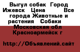 Выгул собак. Город Ижевск › Цена ­ 150 - Все города Животные и растения » Собаки   . Московская обл.,Красноармейск г.